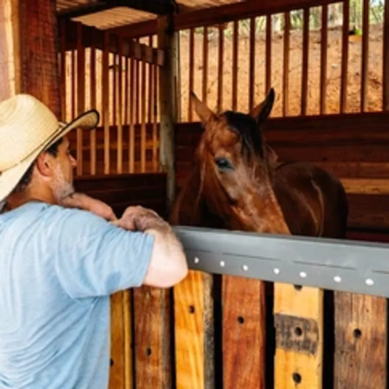 Doma Racional: O Elo entre Homem e Cavalo