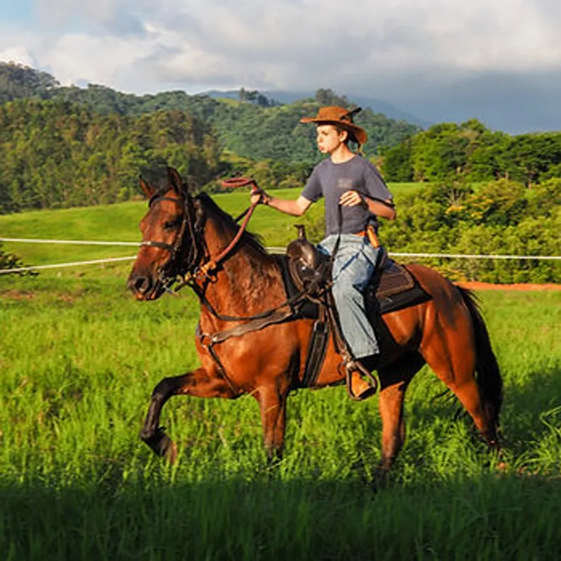 Doma Racional: O Elo entre Homem e Cavalo