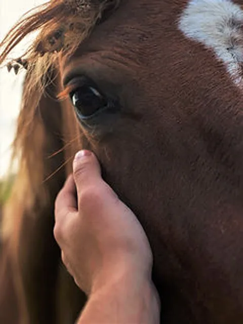 Doma Racional: O Elo entre Homem e Cavalo