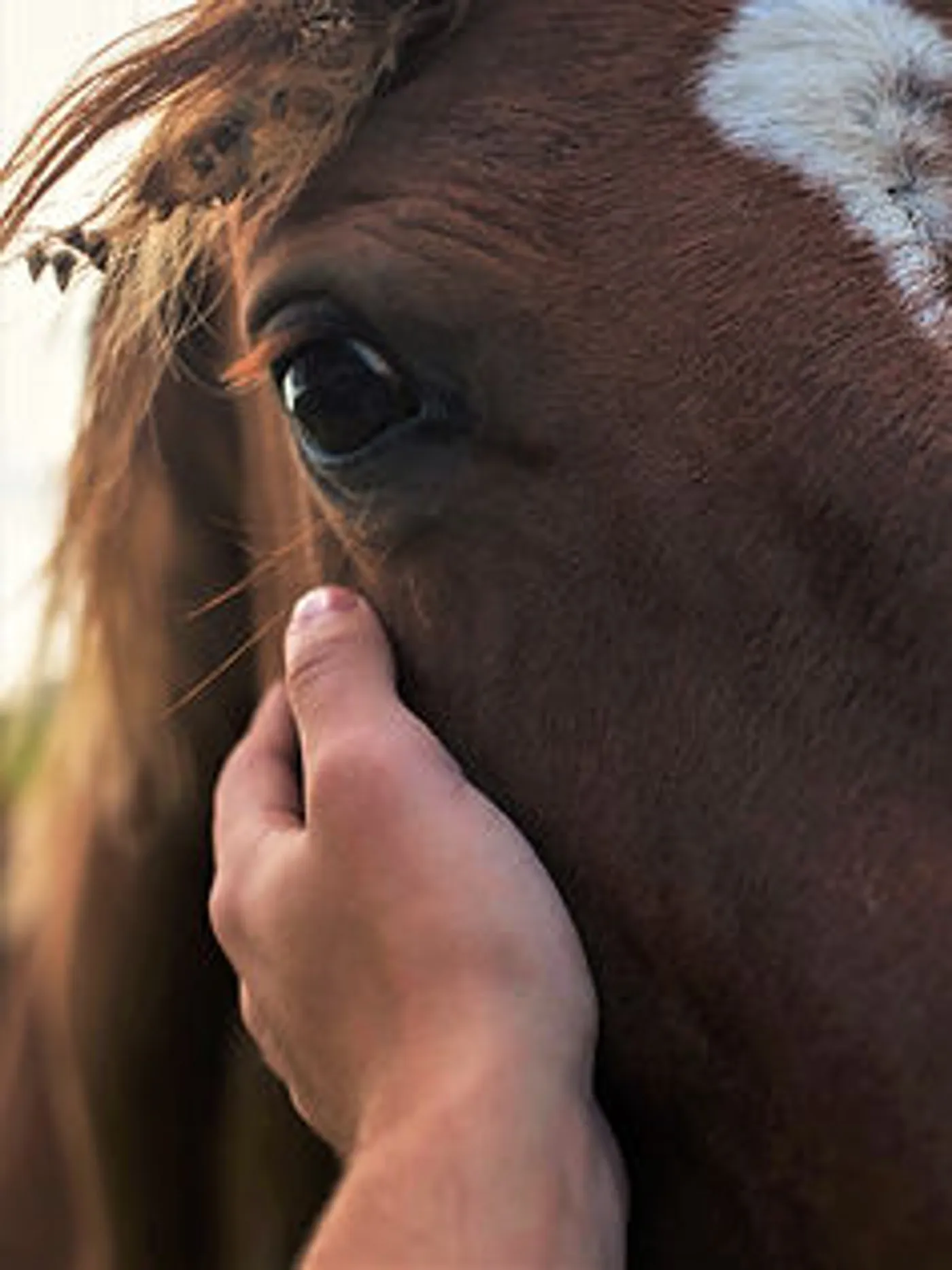 Doma Racional: O Elo entre Homem e Cavalo