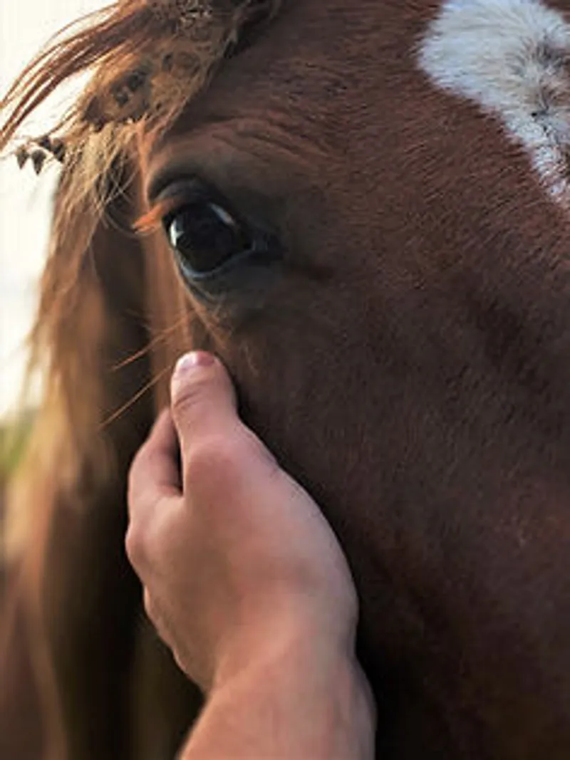Doma Racional: O Elo entre Homem e Cavalo