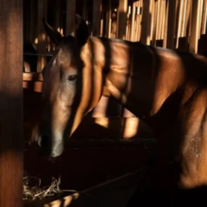 Série documental Rancho Pedra Alta — Rancho Pedra Alta